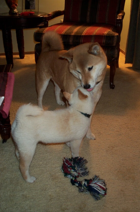 九游官网pc-_爵士攻防两端持续稳定，排名提升_，爵士队伍